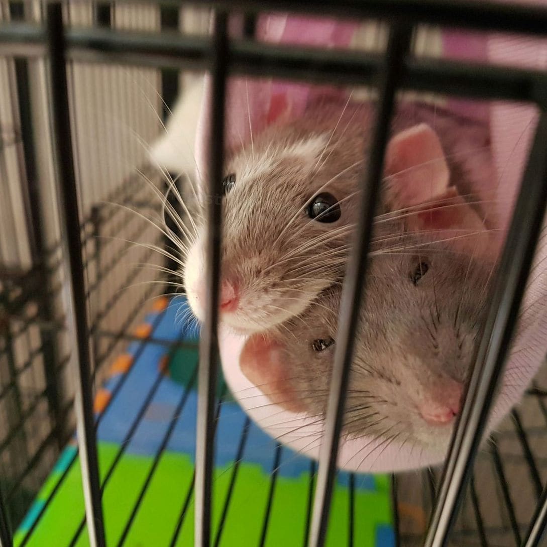 So richtest du ein artgerechtes Hamstergehege ein