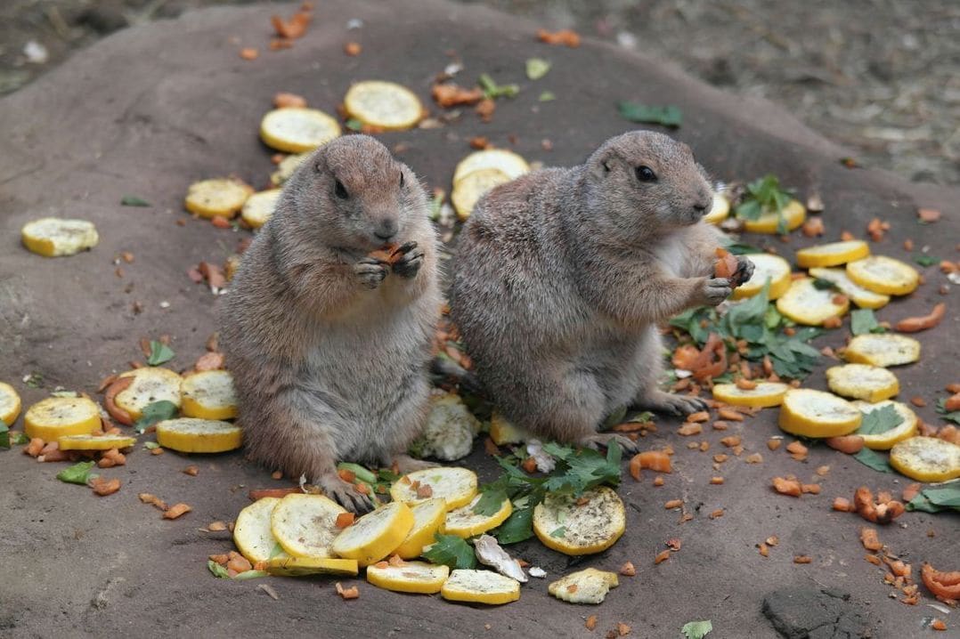 5 einfache Tipps für mehr Abwechslung im Hamsteralltag