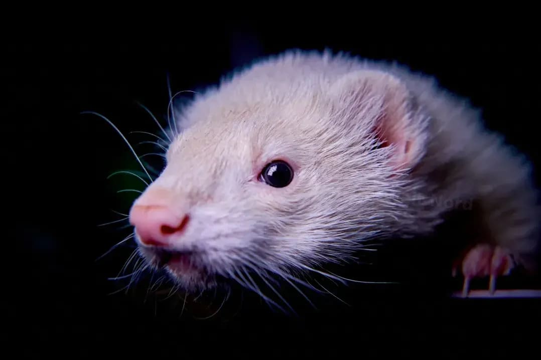 HamsterWelt Nord 11
