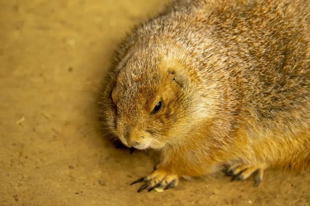 HamsterWelt Nord 13