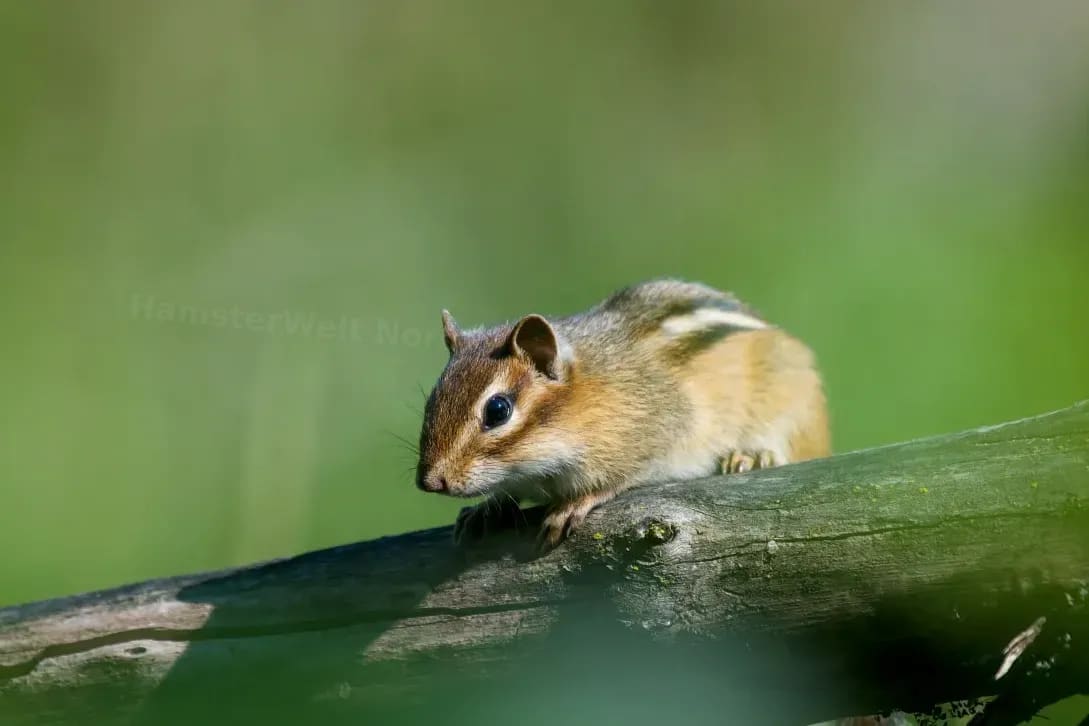HamsterWelt Nord 15