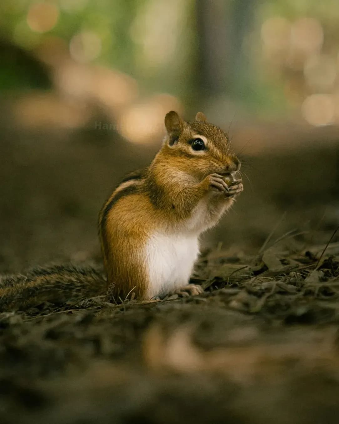 HamsterWelt Nord 5