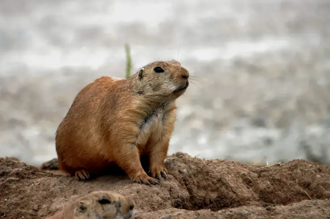 HamsterWelt Nord 6