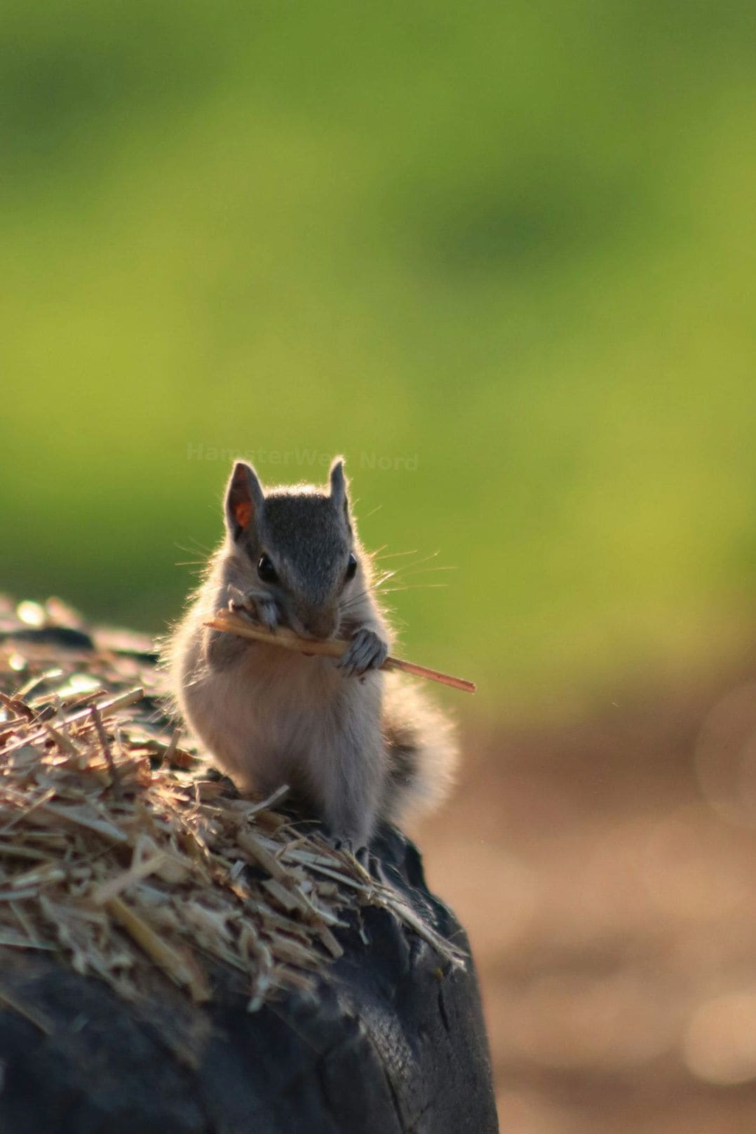 Artgerechte Erstberatung zur Hamsterhaltung
