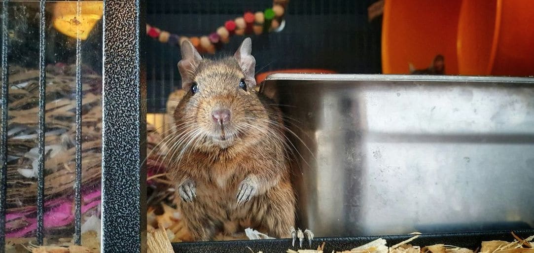 Verkauf von Hamsterzubehör und Beschäftigungsmaterial