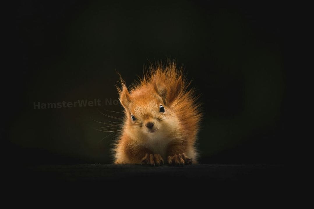 Futterberatung und Auswahl geeigneter Futtermischungen